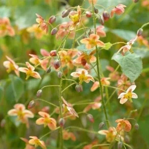 Epimedium Warleyense 'Orange Queen' Fairy Wings Plant – Shade Perennial with Orange Flowers, Ground Cover, Pollinator-Friendly