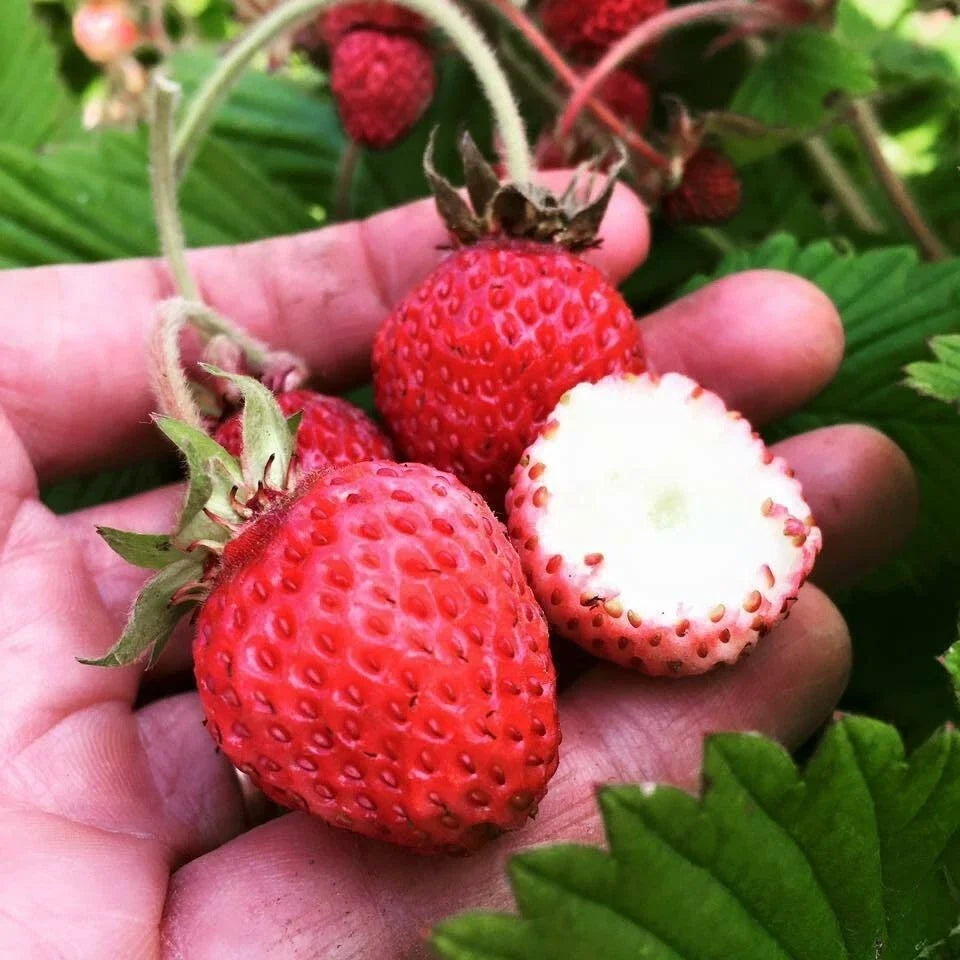 Scarlet June Strawberry Plants - 5 Live Roots - Fragaria x ananassa - Easy to Grow, Fruitful, USDA Zones 4-9