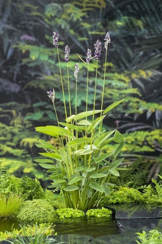Hardy Water Canna Plant - Thalia Dealbata - Root with Two Shoots for Ponds & Water Gardens