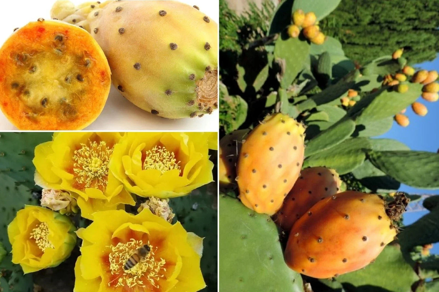Yellow Prickly Pear Seeds - Opuntia F. indica - Rare Cactus Apple, Indian Fig, Edible Landscaping, Drought-Resistant Seeds