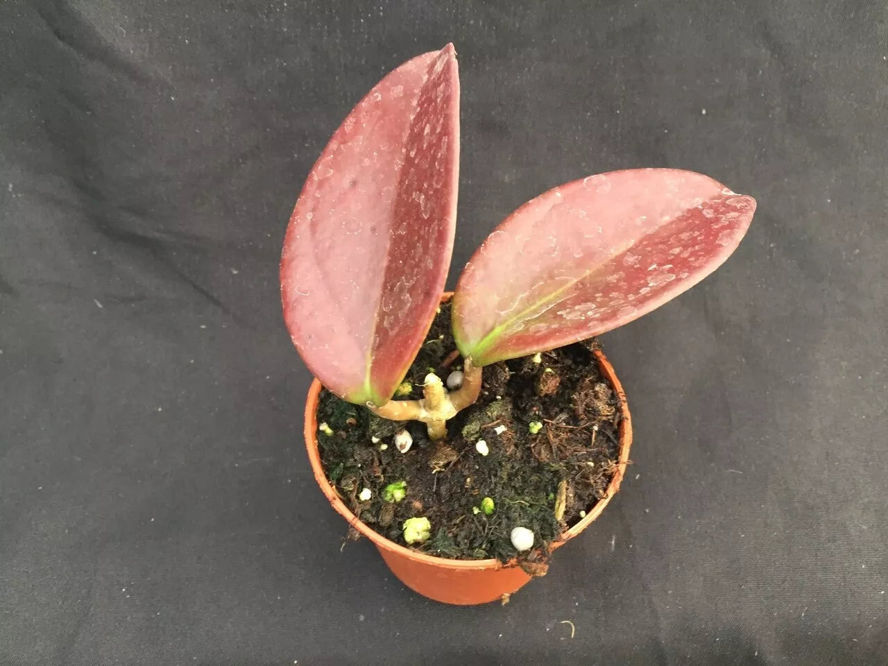 Hoya Penny's Treat Hybrid Rooted Plant in 2.5" Pot, Indoor Houseplant, Easy Care, Glossy Foliage, Compact Vining