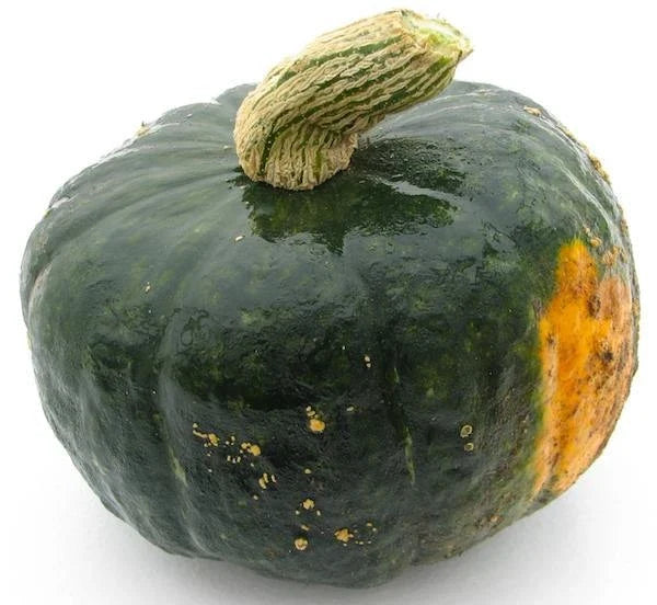 Buttercup Burgess Winter Squash Seeds – Heirloom Cucurbita maxima, Sweet Flavor, Organic, High Yield, Packaged Seeds