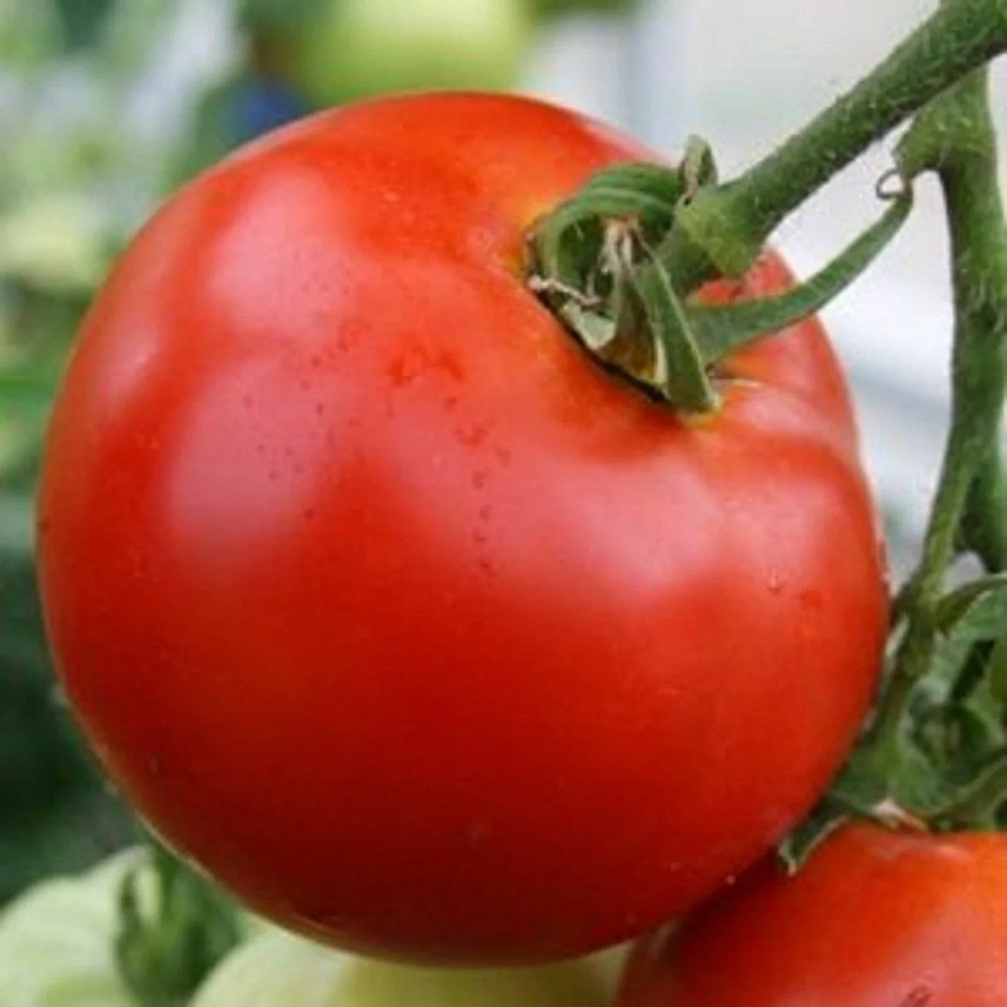 Abe Lincoln Tomato Seeds - 30 Count Heirloom NON-GMO Organic