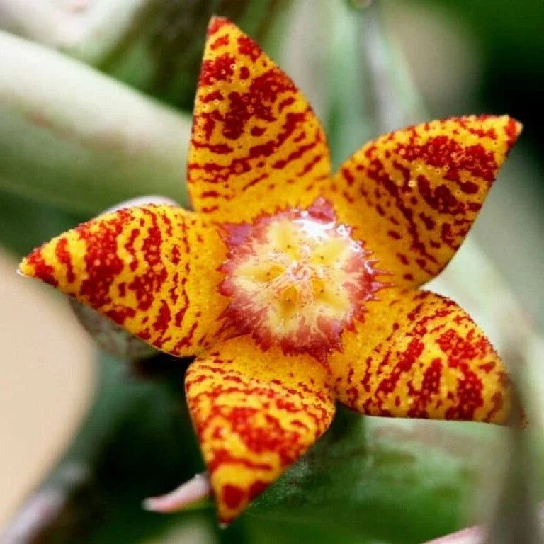 Orbea Schweinfurthii Succulent Plant 3.5" Pot Orange Carrion Flower Well-Rooted Succulent