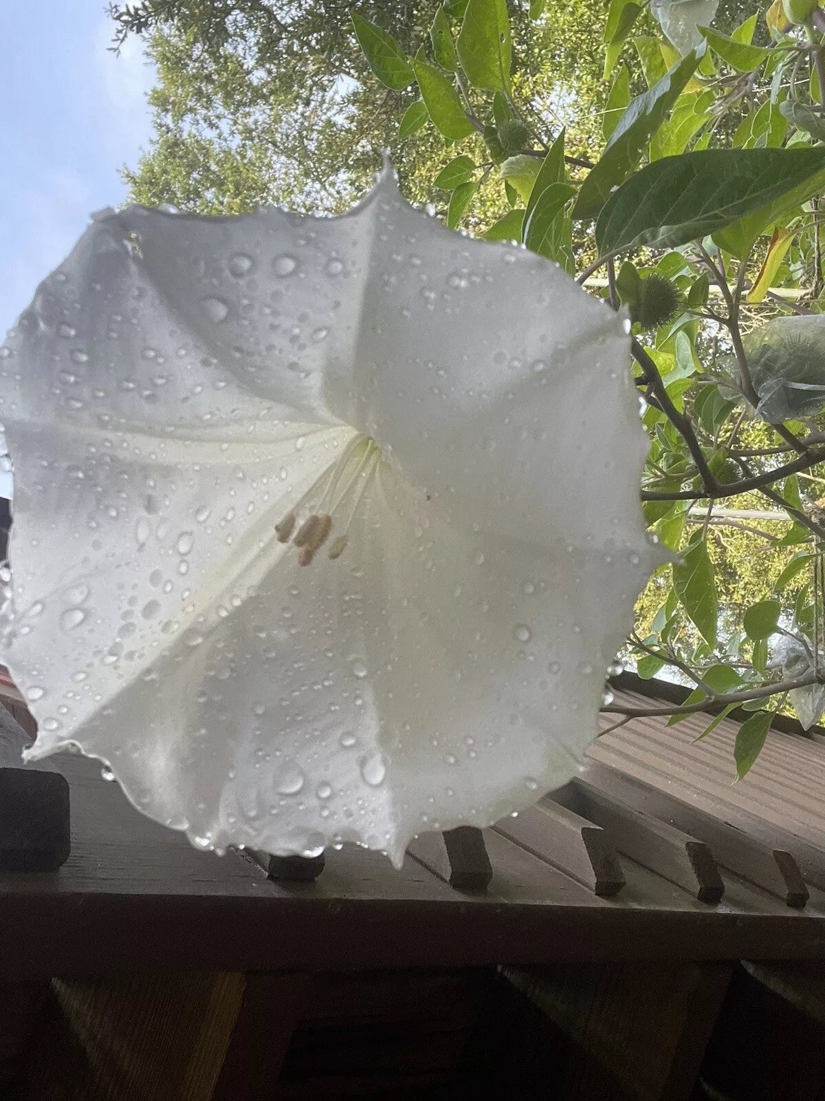 White Trumpet Flower Seeds - Angel Trumpet, Moon Flower, Datura Metel, Night Blooming, Drought Resistant, Easy to Grow, Large Mound
