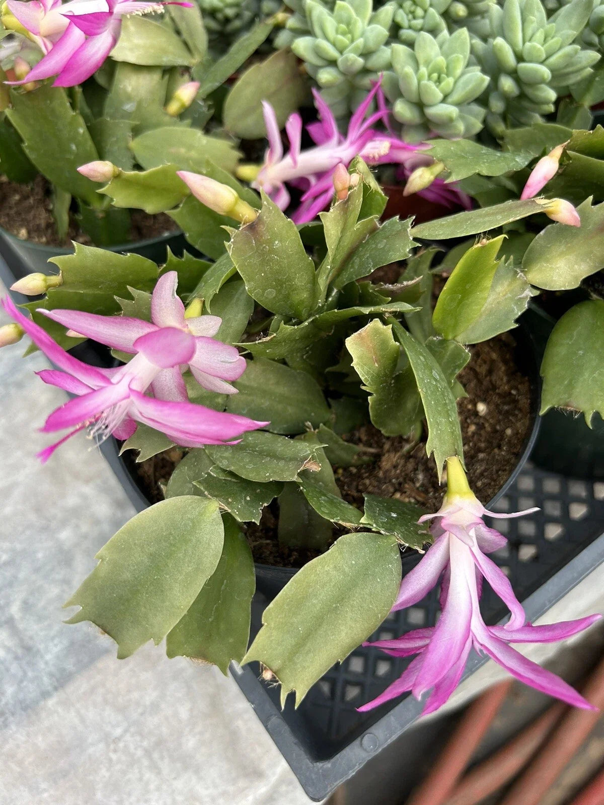 Christmas Cactus in 6-Inch Pot, Schlumbergera truncata, Holiday Flowering Succulent Plant for Indoor Decor