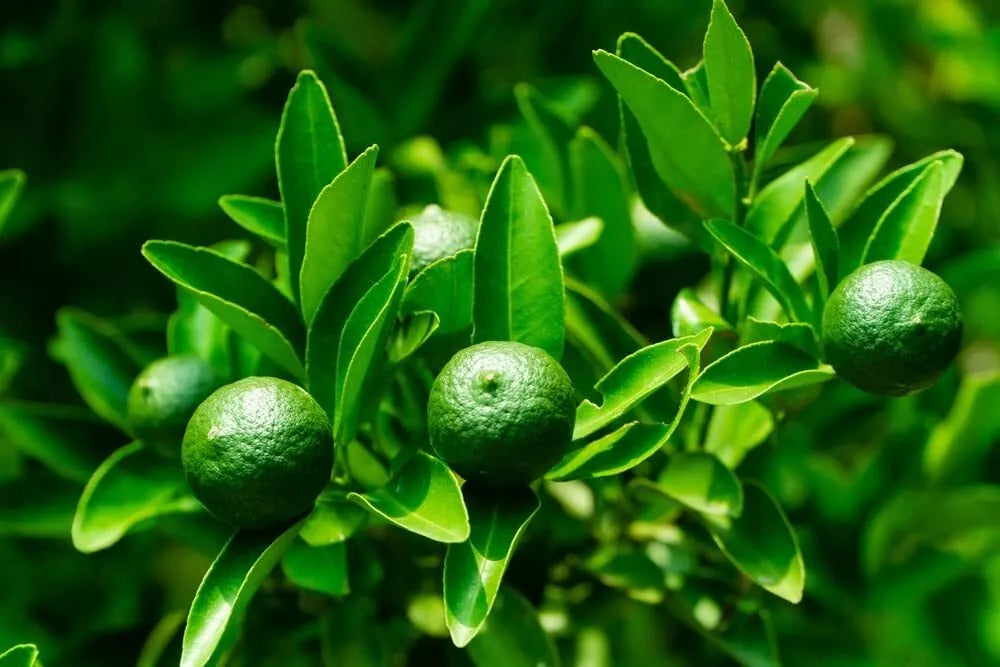 Dwarf Lime Tree Seeds - Citrus aurantiifolia - Compact Growth for Home Gardening & Containers