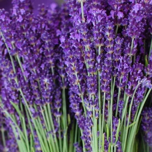 Lavender Seeds 200+ Vera Perennial Herb Lavandula angustifolia for Gardens, Containers & Borders