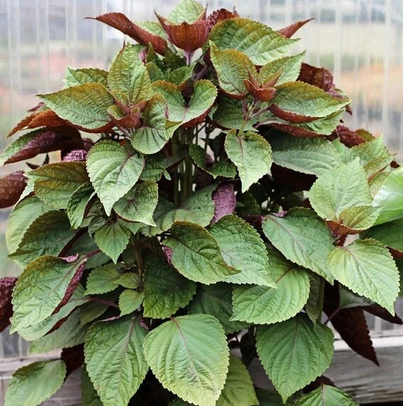 Purple Shiso Seeds - 100+ Count, Perilla frutescens var. crispa, Culinary & Ornamental Herb, Annual, USA