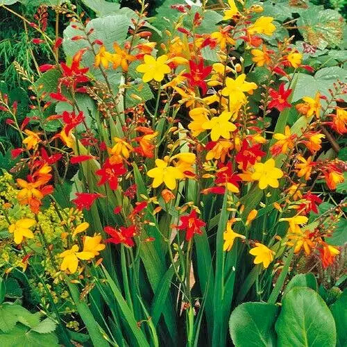 Crocosmia Mix Bulbs 5-Pack - Vibrant Yellow, Red, Orange Flowers - Pollinator-Friendly, Cut Flower, Summer Bloom, Crocosmia spp.