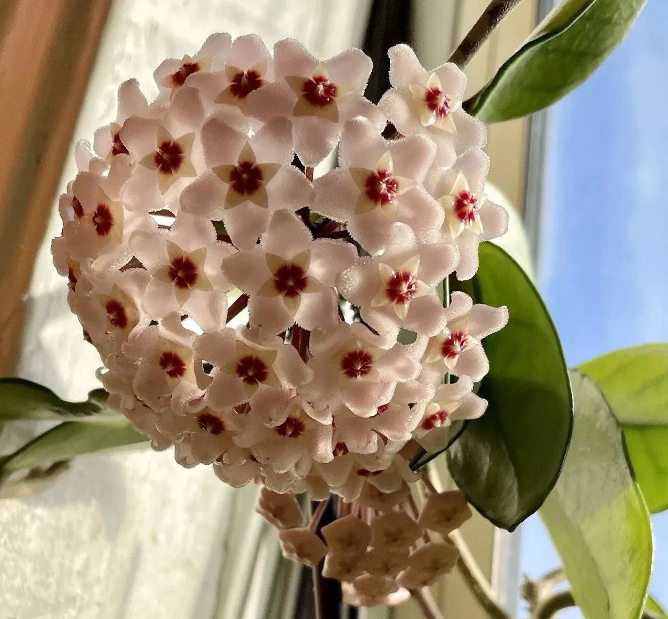 Hoya Live Rooted Plants 2 Pack | Fragrant White & Pink Flowers | Wax Plant (Hoya spp.) for Indoor & Outdoor Decor