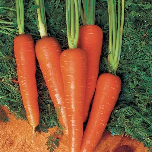 Moonraker Carrot Seeds Pack - Daucus carota - Non-GMO, Easy to Grow, 1000+ Seeds for Home Garden Planting