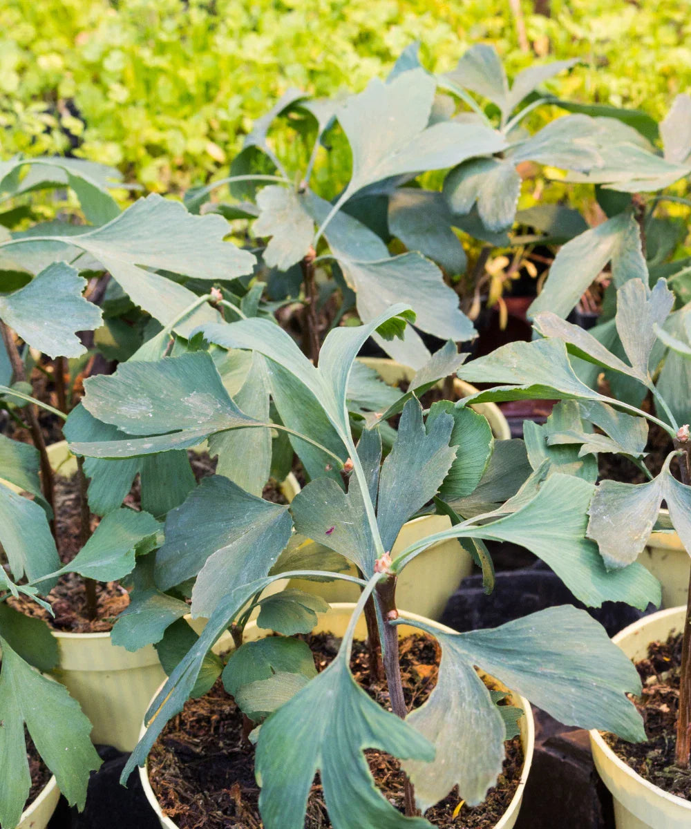 Ginkgo Biloba Tree Seedling 6-8 Inches Unsexed - Maidenhair Tree Ready to Plant