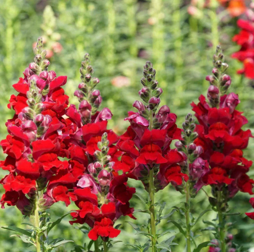 Snapdragon Defiance Red Seeds - 2000 Non-GMO Antirrhinum majus for Cut Flowers