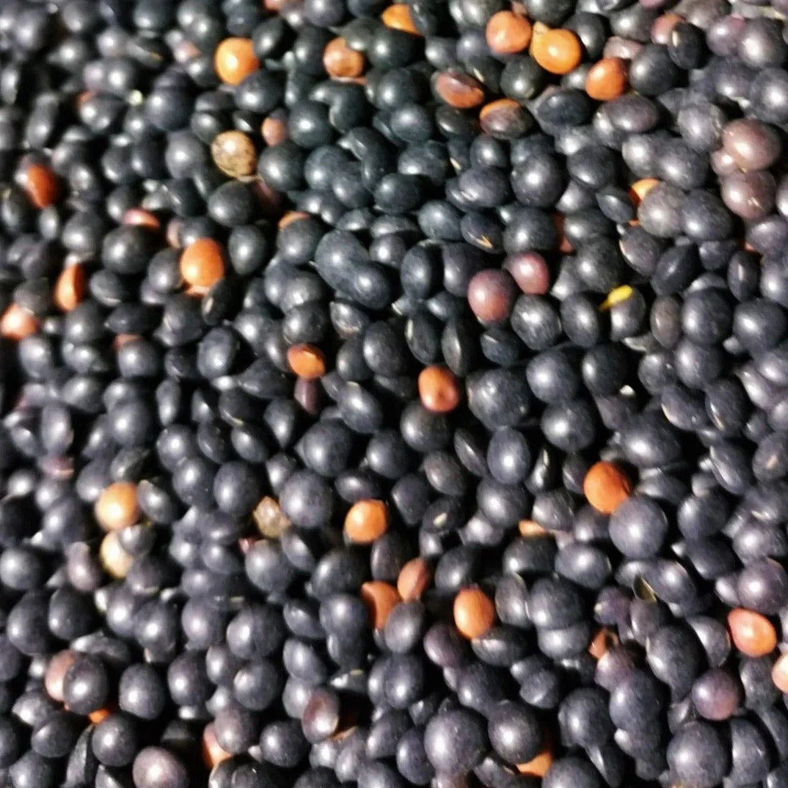 Black Lentil Seeds - Non-GMO Heirloom Lens culinaris for Gardening and Planting 2025