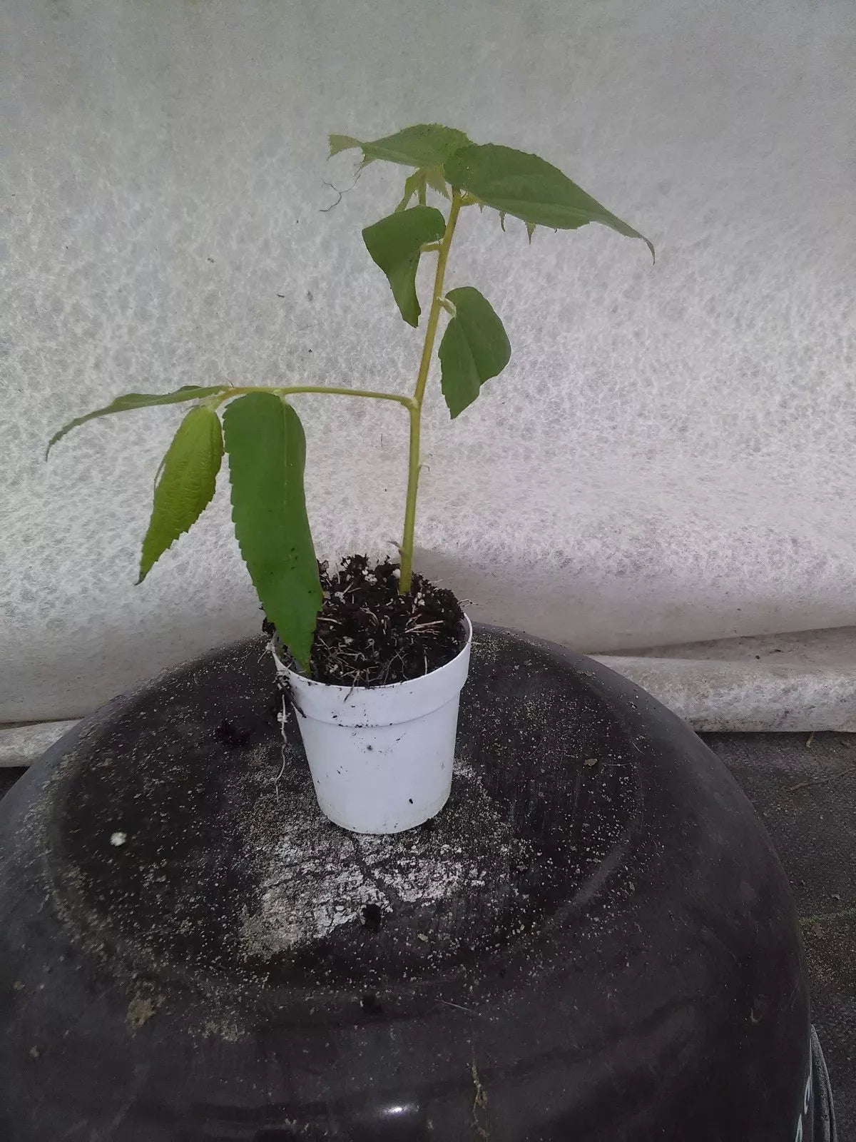 Real Strawberry Tree Plant 4-Inch Pot Muntingia Calabura Tropical Fruiting Tree Live Plant