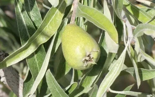 Pendula Pear Seeds - 25+ Pack for Garden Planting - Pyrus pashia - Ornamental Deciduous Tree