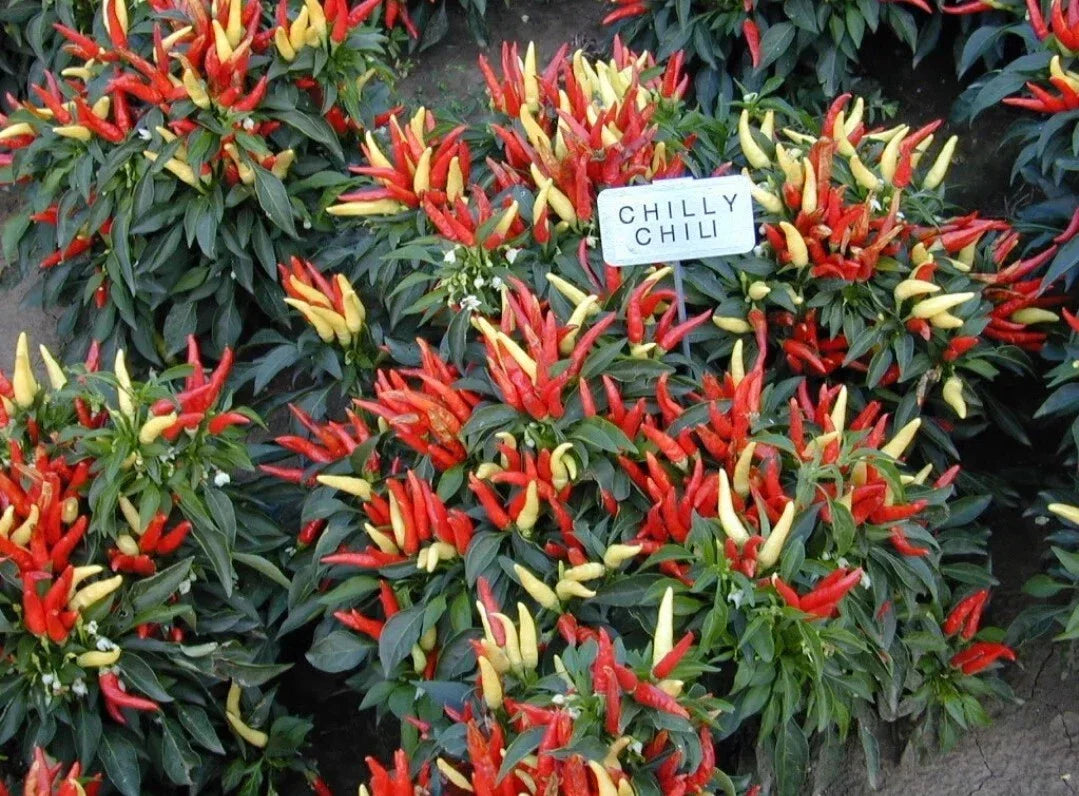 Ornamental Pepper Plant Plug - Chilly Chili Variety - Capsicum annuum Live Indoor/Outdoor