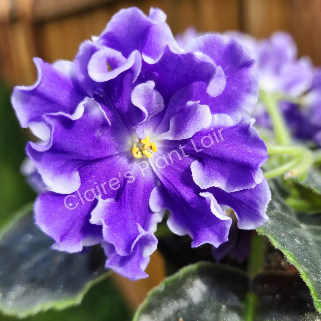 African Violet Leaf - Lightspeed Variety - Saintpaulia ionantha - Indoor Houseplant Propagation Leaf