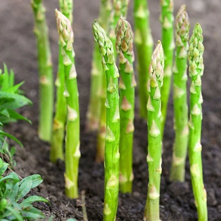 Mary Washington Asparagus Seeds - Perennial Vegetable for Gardening, Green Asparagus (Asparagus officinalis) Seed Packet