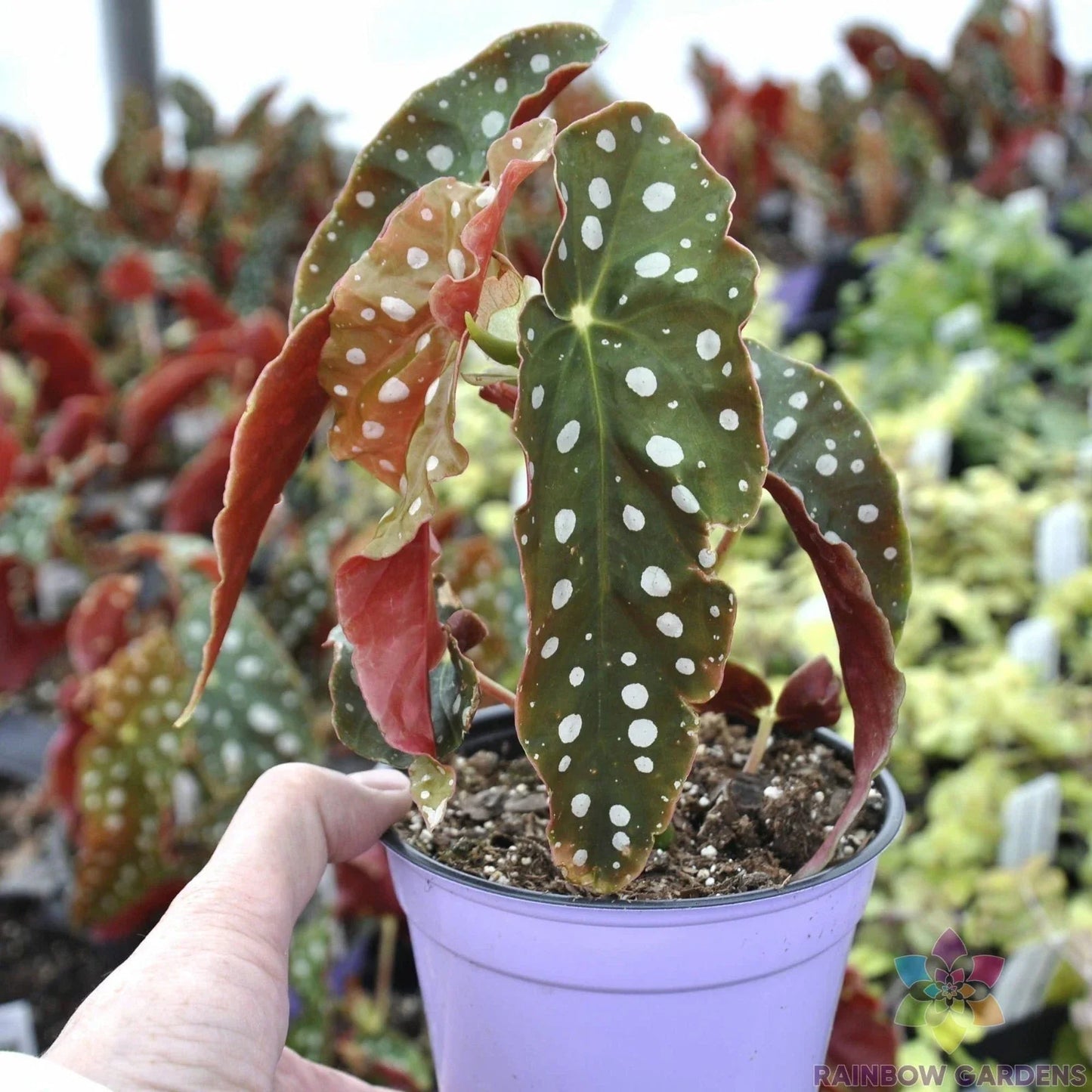 Angel Wing Begonia Seeds - 25+ Pack for Indoor & Outdoor Planting - Begonia corymbifera