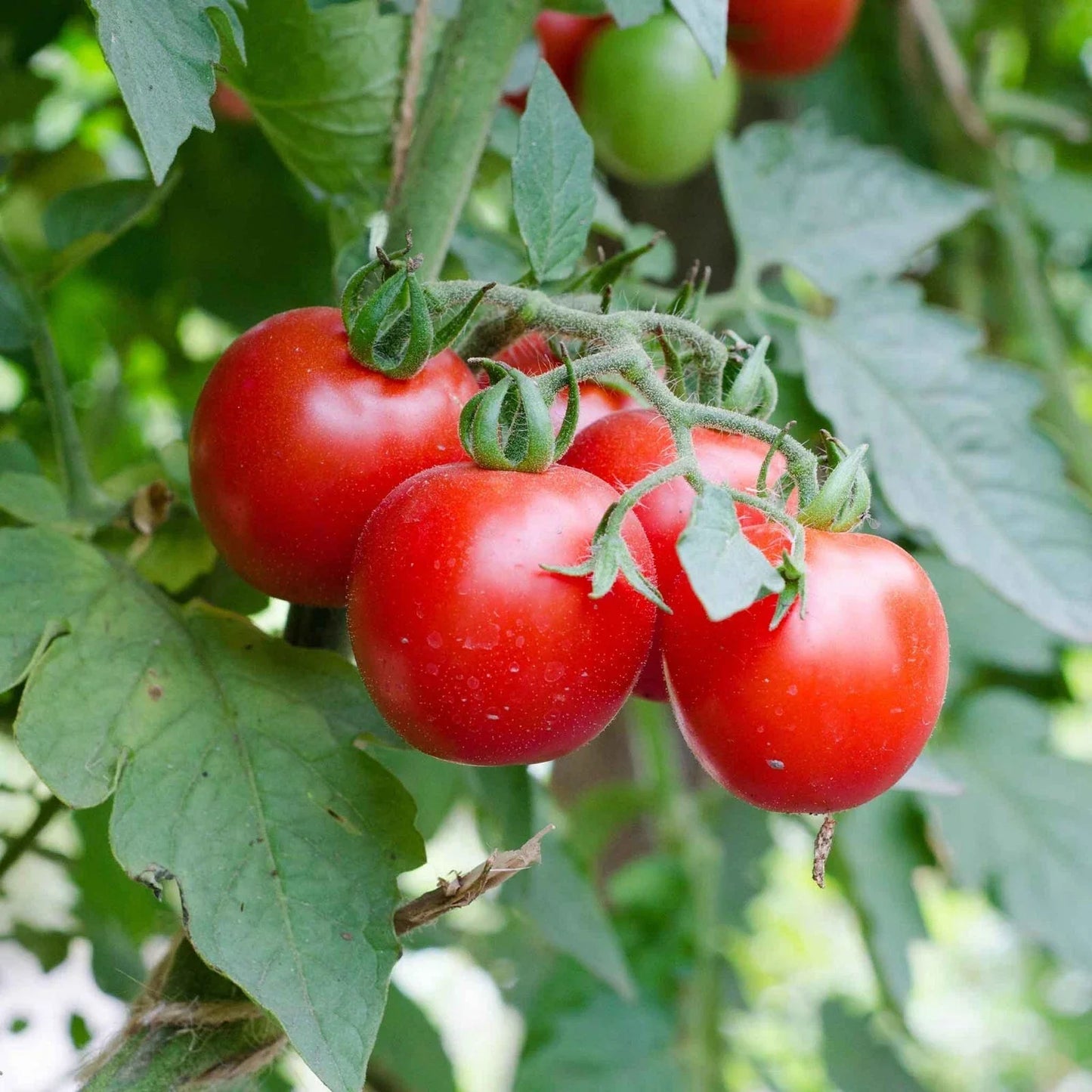 Large Heirloom Red Cherry Tomato Seeds - Non-GMO Salad Variety