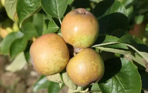 Brown Snout Apple Seeds - 25+ Organic Malus domestica for Garden Planting, USA Grown, Free Shipping
