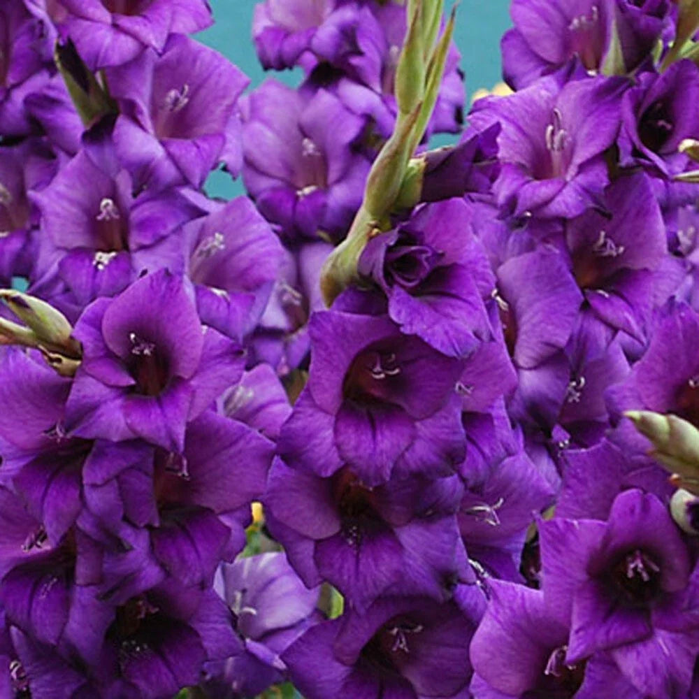 Gladiolus Bulbs 12-14cm Purple Flora Tall Sword Lily Velvety Blooms Garden Flowers