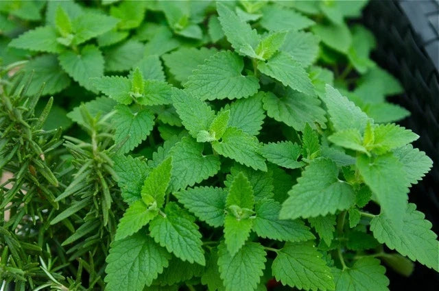 Organic Catnip Seeds - Over 1000 Nepeta cataria Herb Seeds for Cats - Indoor & Outdoor Gardening