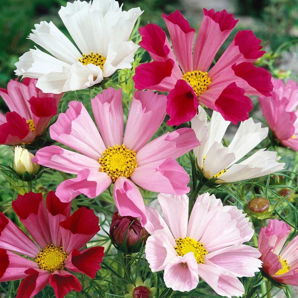 Cosmos Seahells Seeds 50 Pack - Annual Flowers for 2025 Season | Cosmos bipinnatus