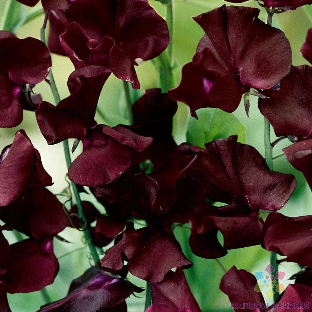 Beaujolais Sweet Pea Seeds - 50+ Pack, Fragrant Climbing Vine, Deep Burgundy Flowers, Lathyrus odoratus, Garden Planting