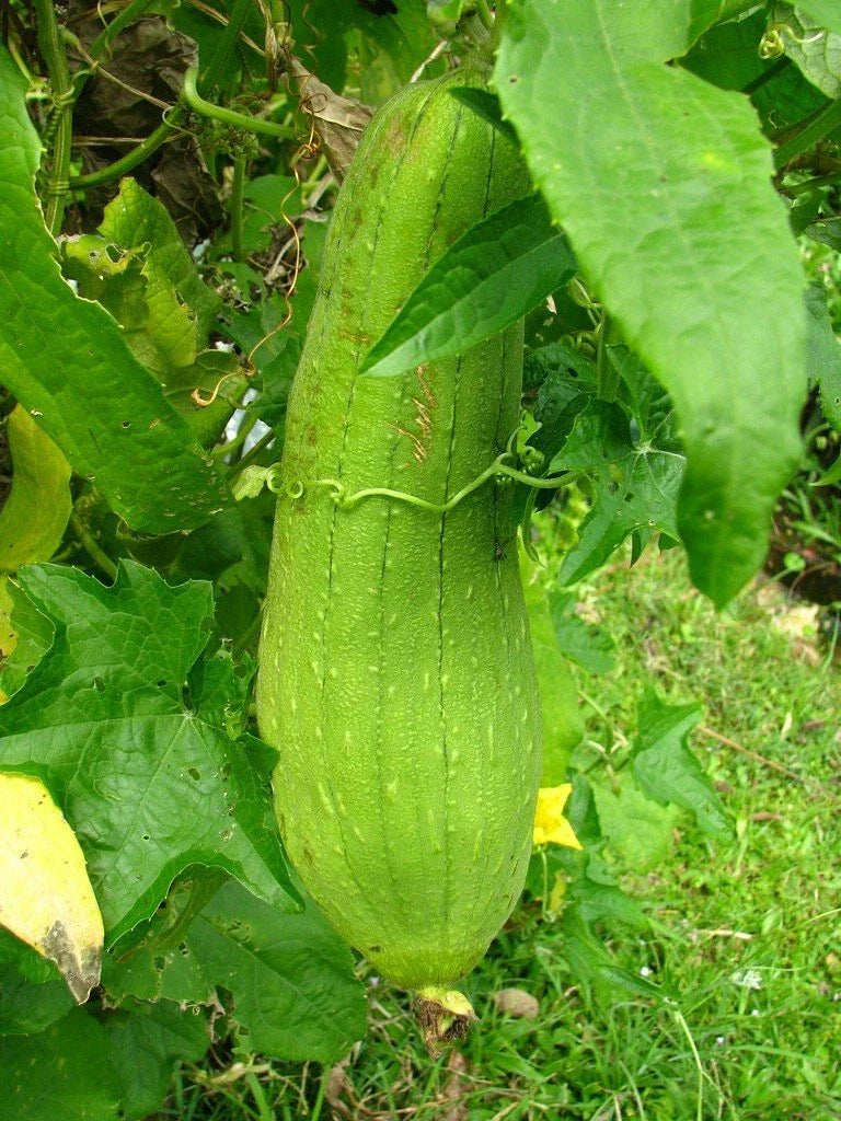 Luffa Gourd Seeds 10 Ct Heirloom Non-GMO Sponge Vegetable USA Grown