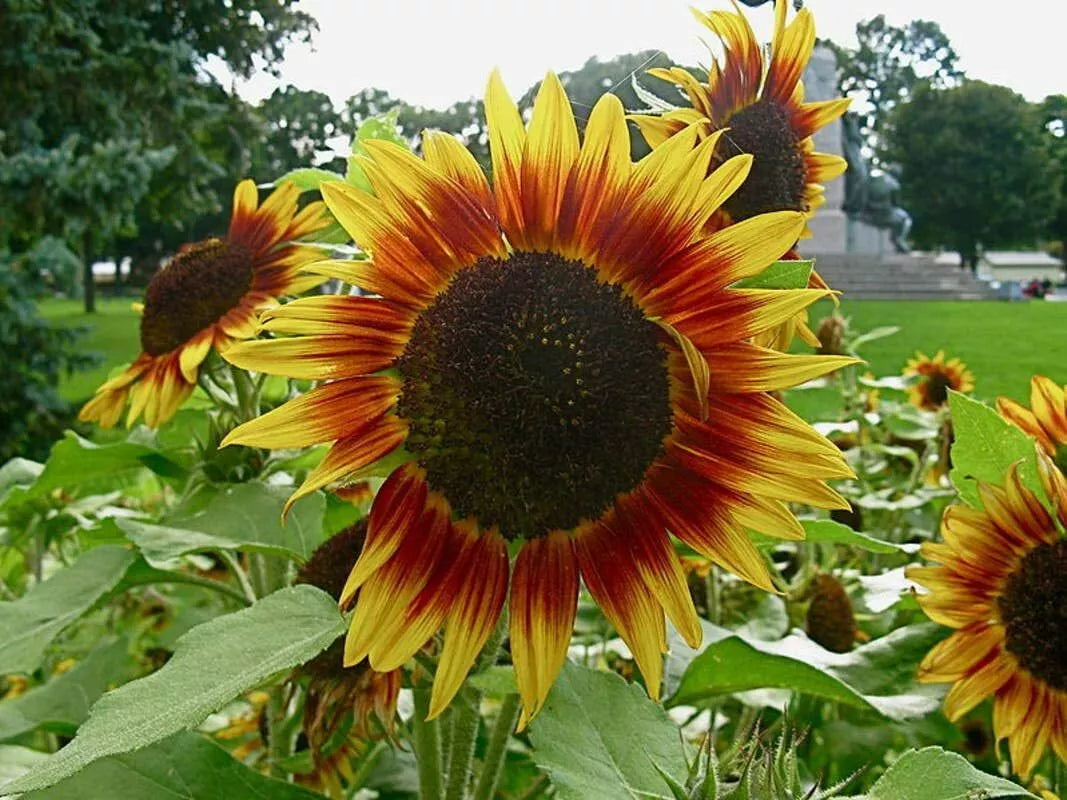 Dwarf Red Giant Sunflower Seeds - 20 Pack, Multi-Head Helianthus annuus, Compact Red Flowering Seeds for Garden & Containers