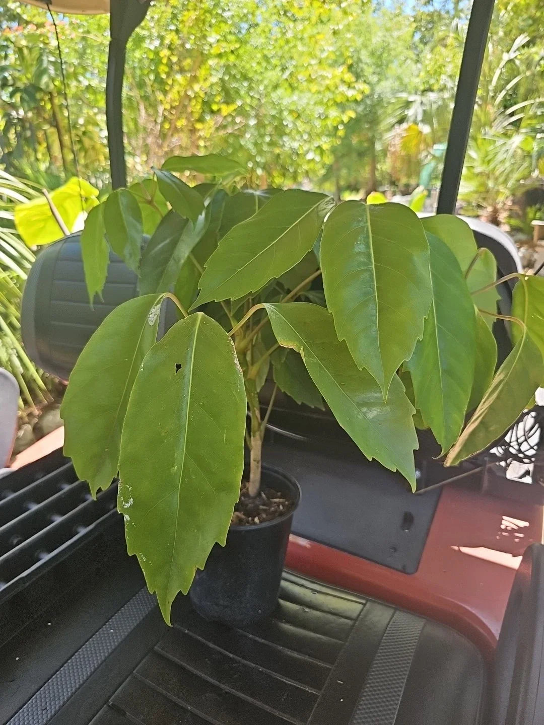 Large Umbrella Tree Plant, Schefflera Octopus, Indoor Houseplant, 4FT, Amate, Easy-Care Tropical Foliage