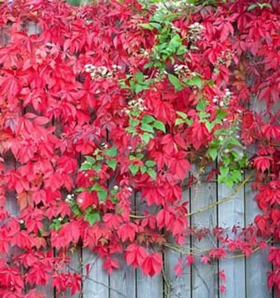Virginia Creeper Live Rooted Cuttings - Ground Cover Hardy Vines, Parthenocissus quinquefolia, Climbing, Fast-Growing, Drought Tolerant