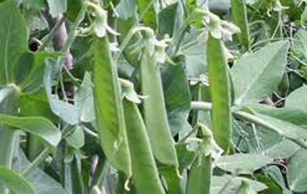 Lincoln Peas Seeds – Heirloom Non-GMO Pisum sativum, Over 100 Pack, Perfect for Home Gardening, Climbing Vines