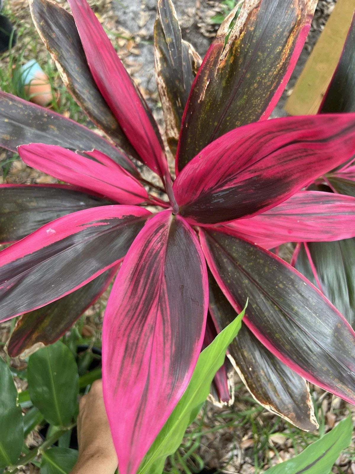 Hawaiian Ti Leaf Cuttings 6-inch Hybrid Green Pink Red Cordyline fruticosa - 3 Fresh Propagation Plants