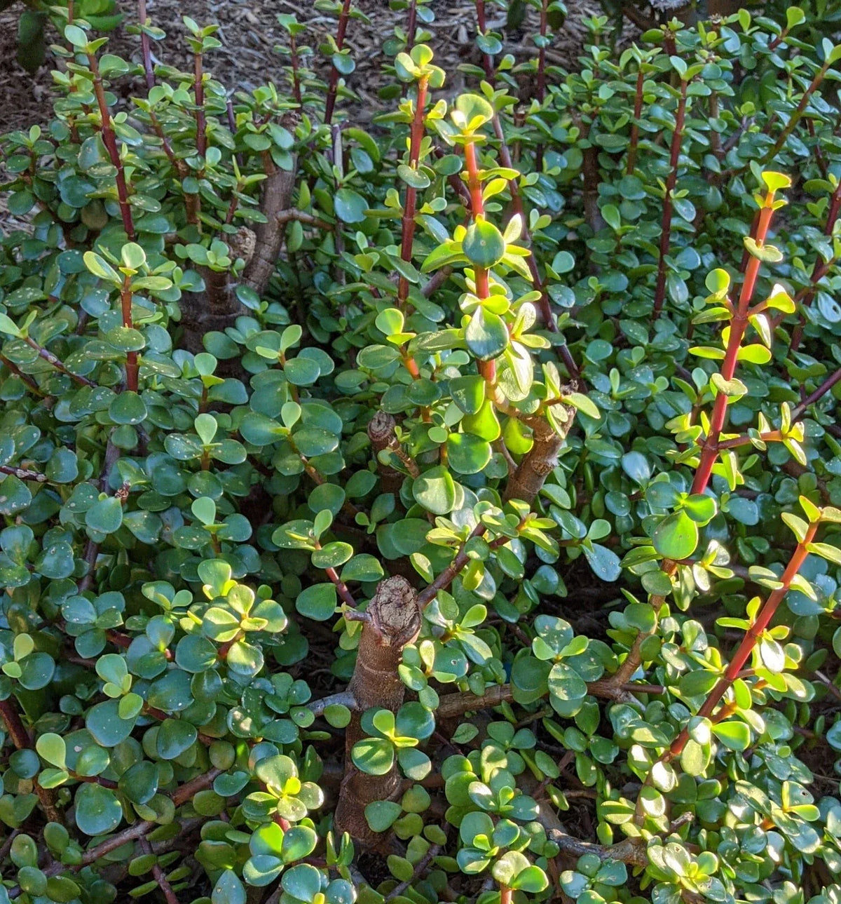 10 Cuttings 6" Portulacaria Afra Elephant Bush Succulent Dwarf Jade for Indoor Gardening