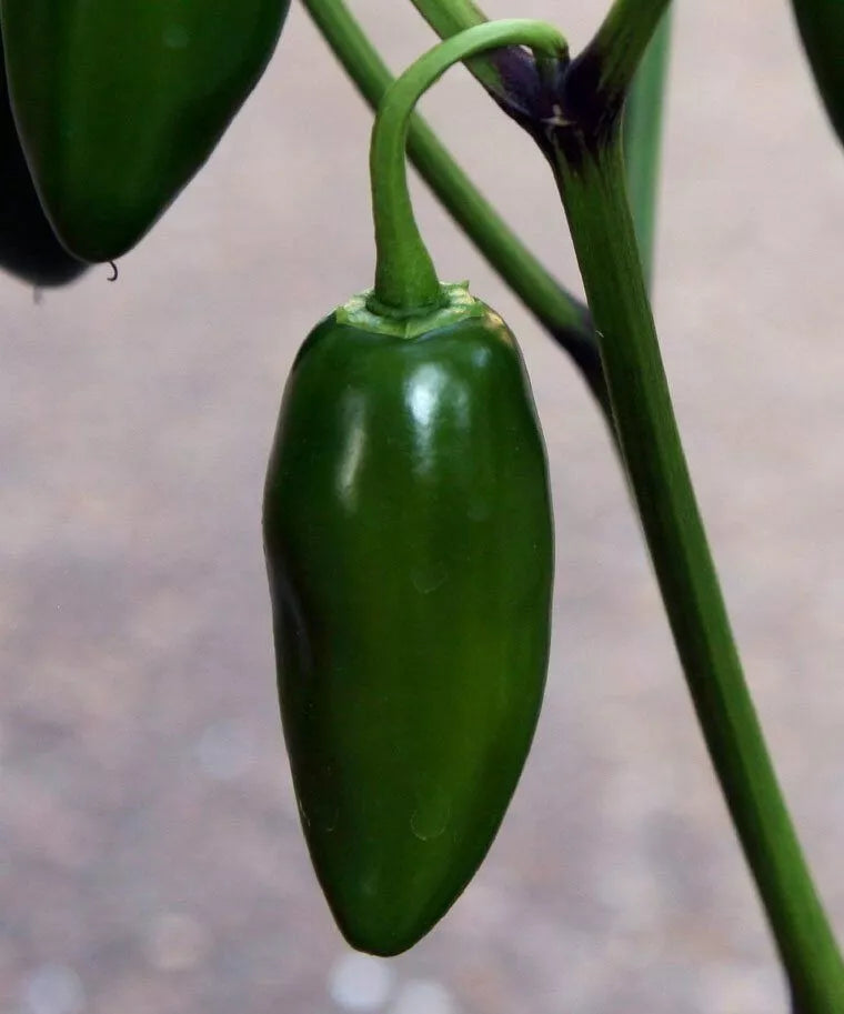 Early Jalapeno Pepper Seeds - 50+ Hot Spicy Capsicum annuum for Vegetable Garden