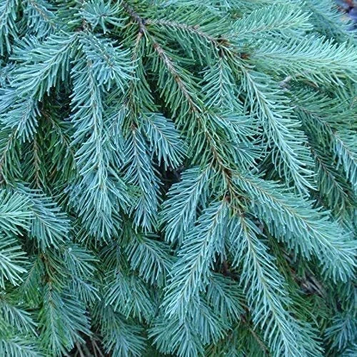 Blue Douglas Fir Seeds 20 Pack Evergreen Tree Seeds Pseudotsuga menziesii var. glauca