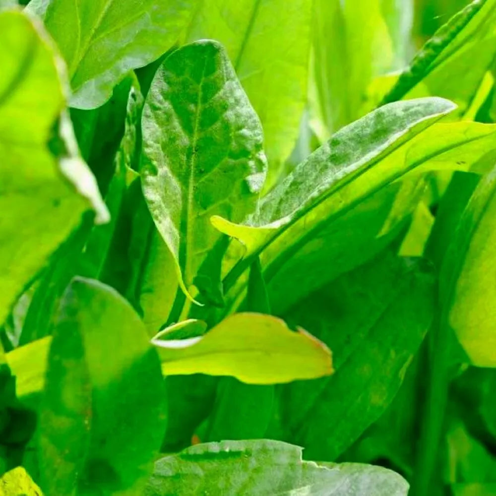 Large Leaf Sorrel Herb Seeds | NON-GMO Heirloom | Rumex acetosa