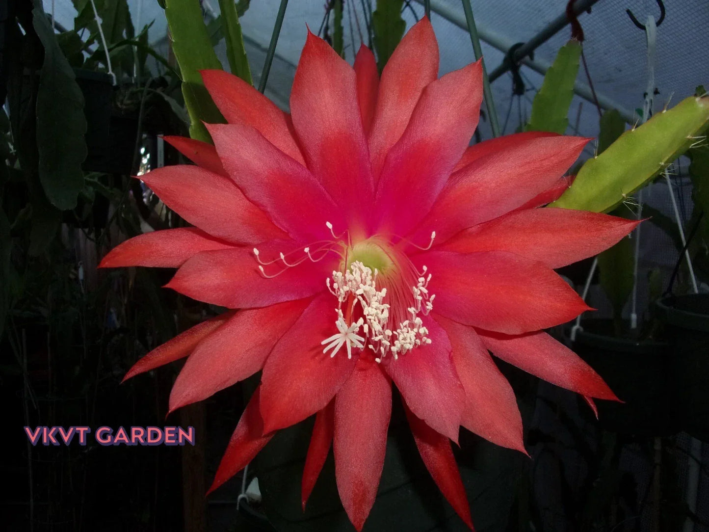 Epiphyllum Orchid Cactus Camillo Schneider Cutting - Rare Indoor Tropical Succulent Plant