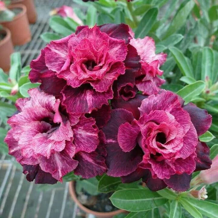 Magenta White Desert Rose Seeds - Adenium Obesum - Exotic Flower Seeds - Pack of 4