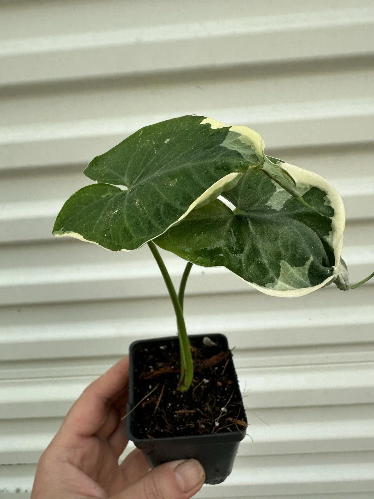 Alocasia Mickey Mouse Plant in 4” Pot - Unique Tropical Houseplant for Bright Indirect Light