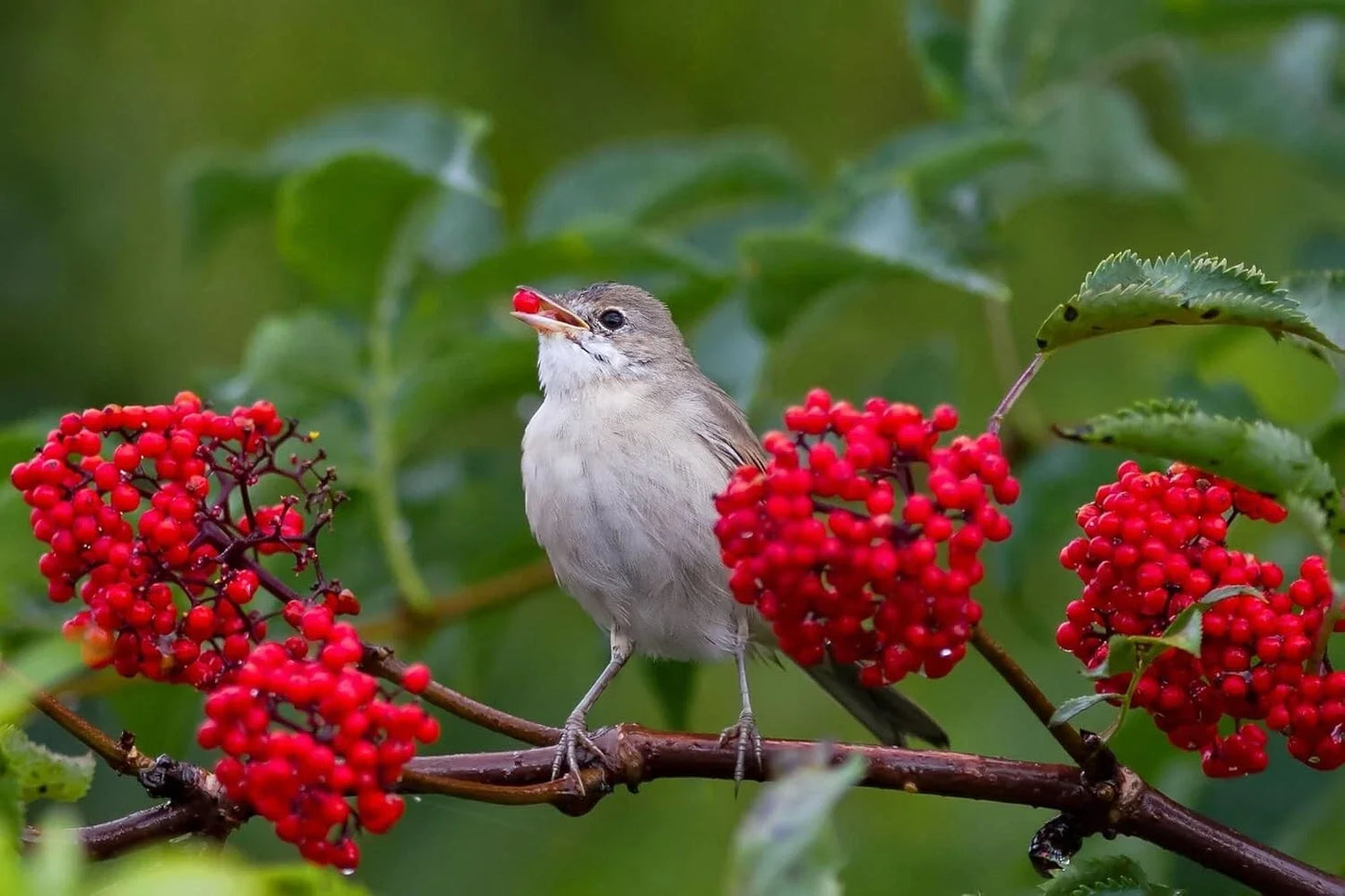 Red Elderberry Bush Seedlings - Organic Sambucus racemosa - Hardy Shrubs for Garden, Landscape, Wildlife Attracting