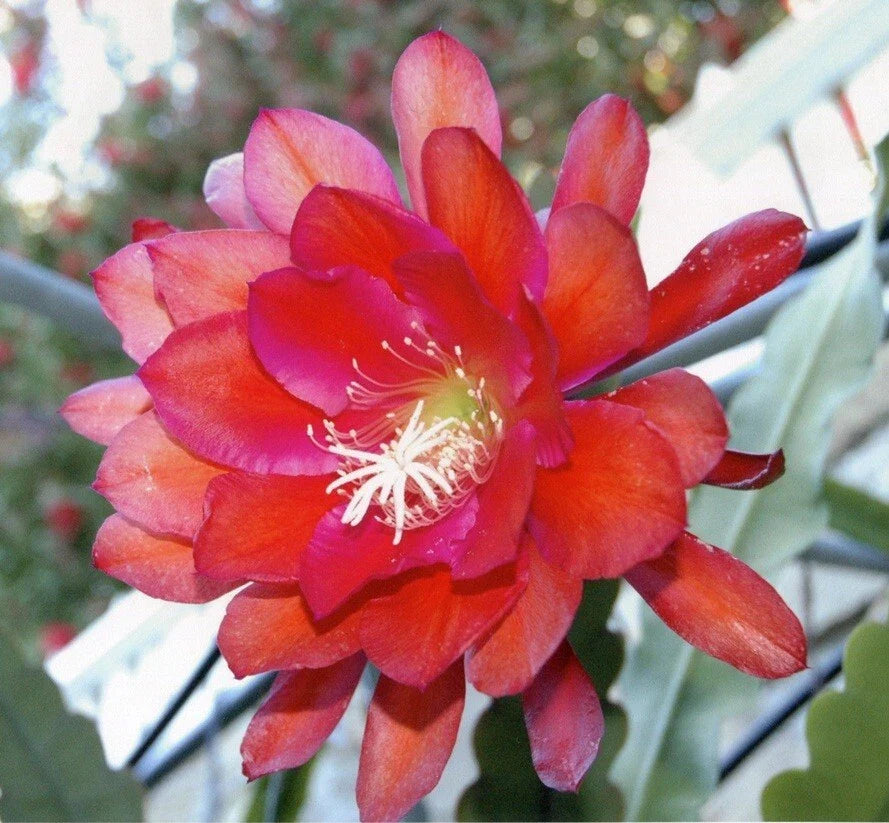 Pereskiopsis spathulata Grafting Stock Cactus Cuttings - 5 Pack, 4-inch for Grafting & Propagation