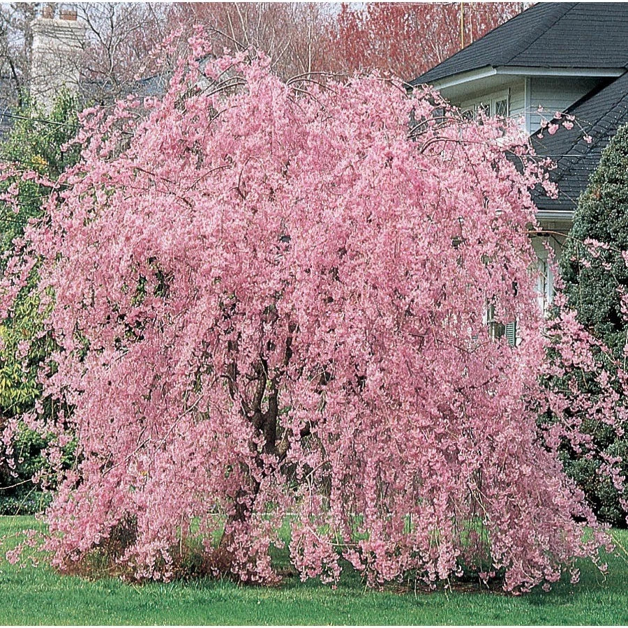 Weeping Pink Cherry Tree Seeds - Prunus serrulata 'Pendula' - 5 Seeds