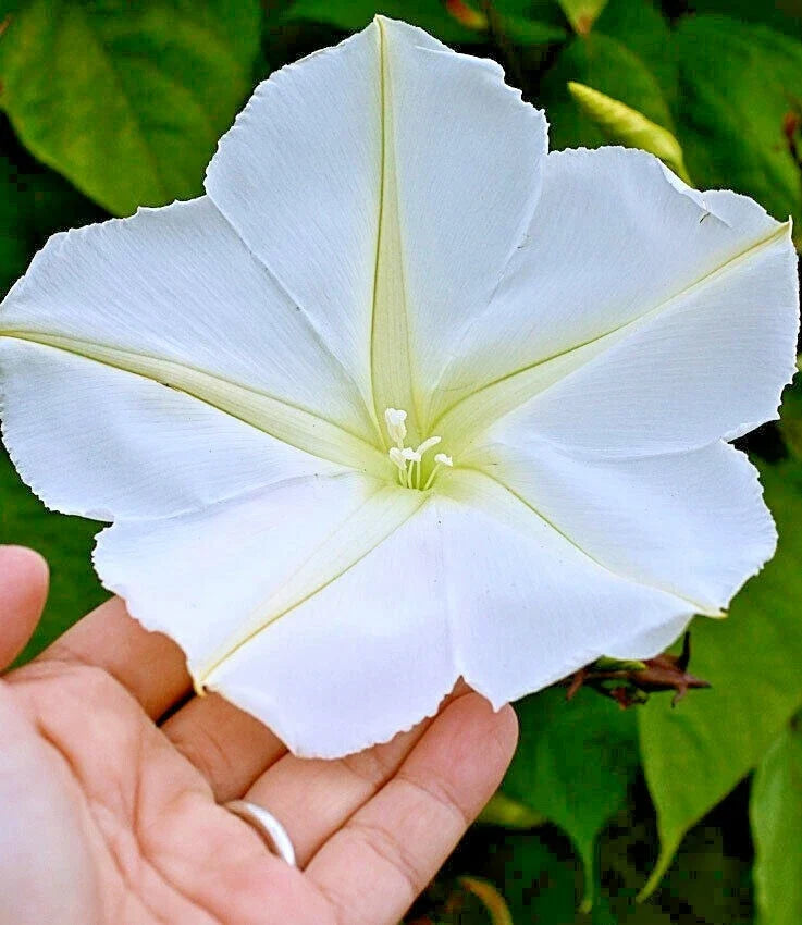 Moonflower Seeds - Climbing Vine, Fragrant White Flowers, Ipomoea alba, Night Blooming Wildflower, Garden Trellis Plant