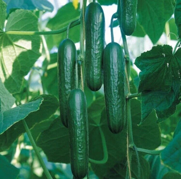 Organic Cucumber Seeds 20PCS Cucumis sativus for Gardening, Climbing Vine, Bulk Seeds