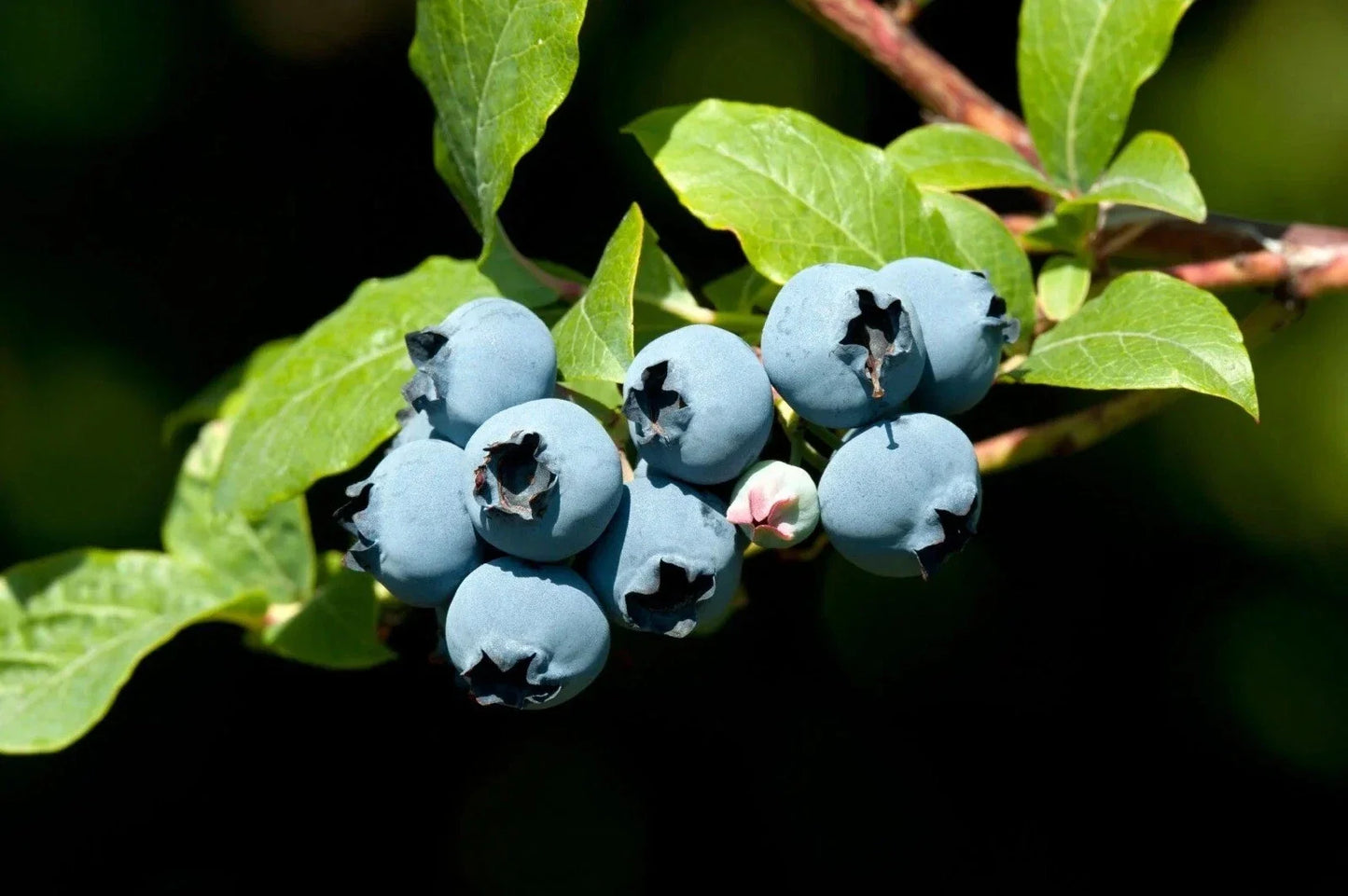 Blueberry Bush Seeds - 50 Count High Yield Vaccinium corymbosum for Home Gardens & Containers